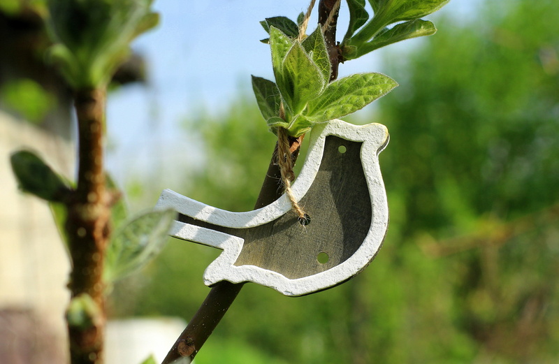 leaflet, hanging, plant part, 4K, focus on foreground, plant, land, decoration, bird, leafed, at the court of, growth, cutaway, white, nature, young leaves