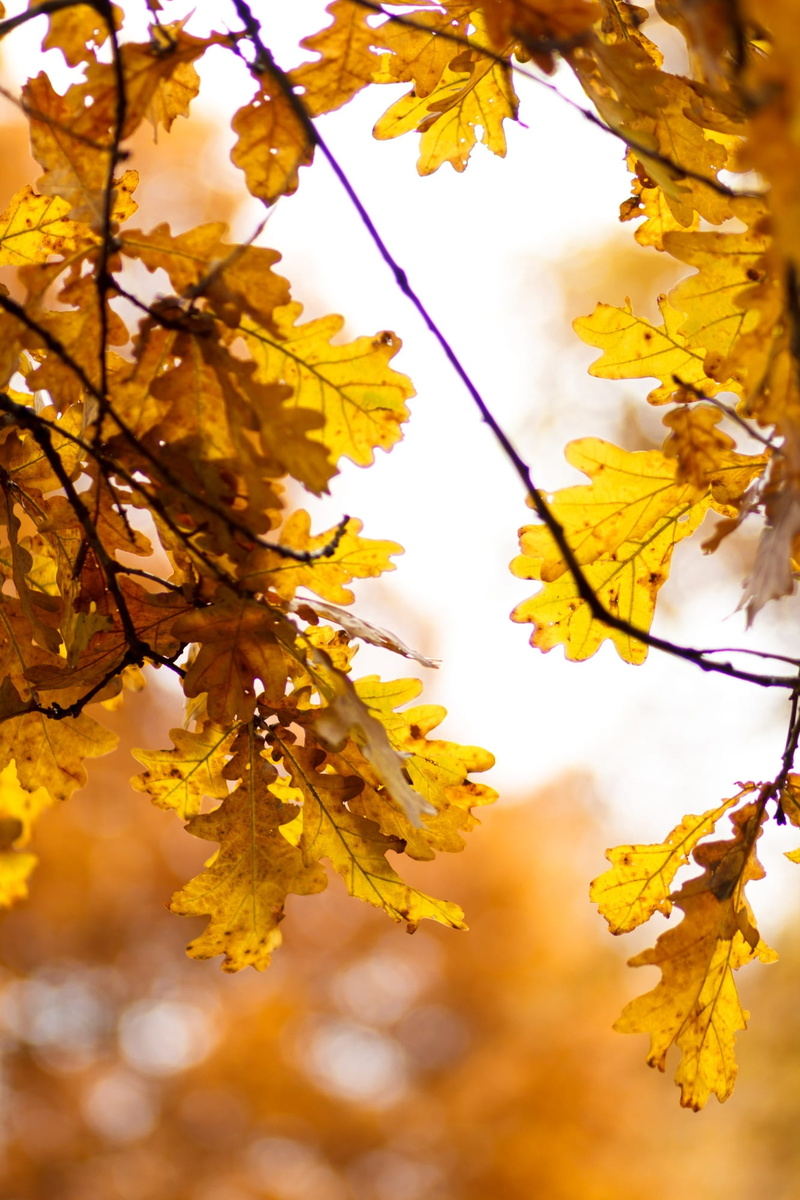 plant, fall, autumn leaves, outdoors, cherry blossom, no people, maple leaf, leaflet, tree, sky, growth, yellowed sheet, plant part, oak leaf, leaves, 1080P