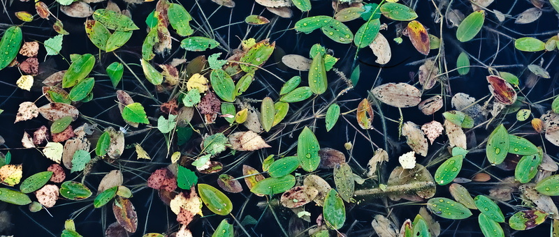 backgrounds, lake, no people, outdoors, texture, plant part, day, green color, leaves, invoice, vulnerability, tranquility, land, high angle view, floating on water