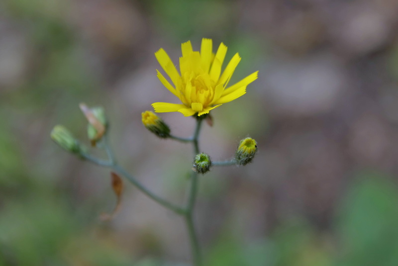 the petals, inflorescence, plant, bud, fragility, closeup, close-up, nature, flower head, petal, beauty in nature, selective focus, growth, macro, springtime
