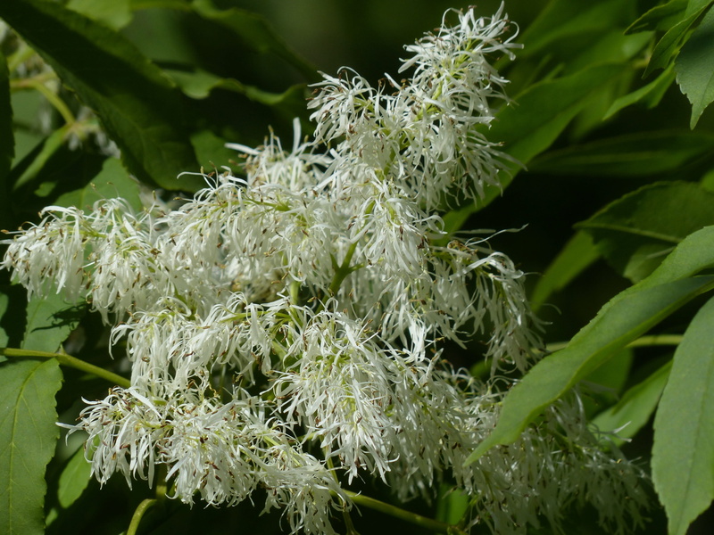 flower, food, white, selective focus, fragility, federbuschig, leaf, outdoors, nature, healthy eating, Blossom, food and drink, ash, fraxinus, flowers ash