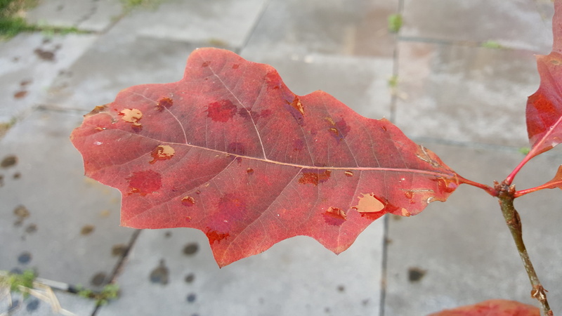 autumn, leaves, close-up, day, Leaf, high angle view, red, Nature, fragility, Oak, plant, leaflet, Sheet, maroon, focus on foreground, autumn collection