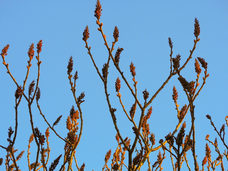 sky, tranquility, no people, day, sunlight, pussy willow, leaf, nature, branches, sprig, flowering plant, close-up, flower, tree, clear sky, growth, branch