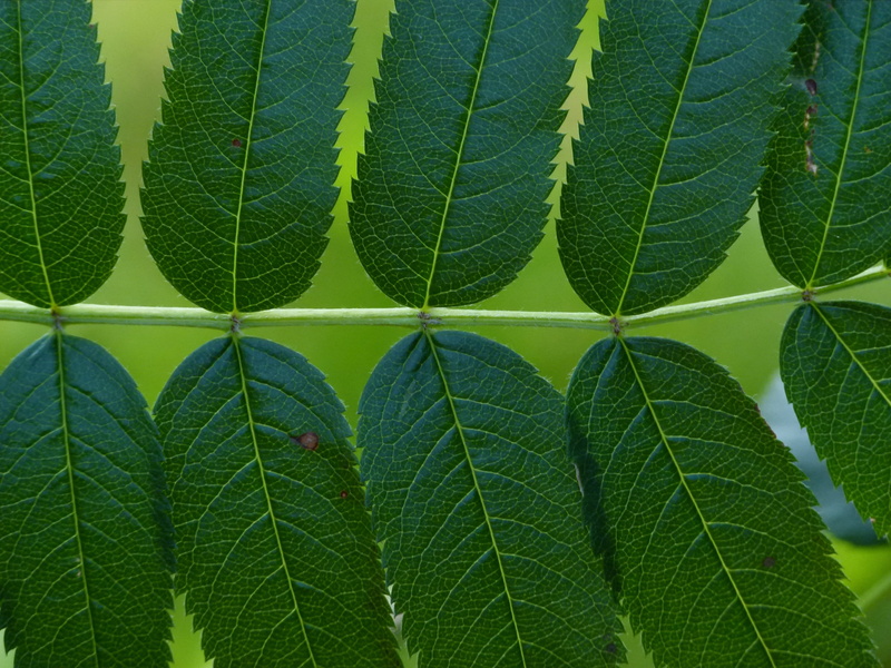 natural, botanical, nature, natural pattern, plant, plant part, no people, green, day, beauty in nature, leaf, green color, sunlight, leaf vein, textured