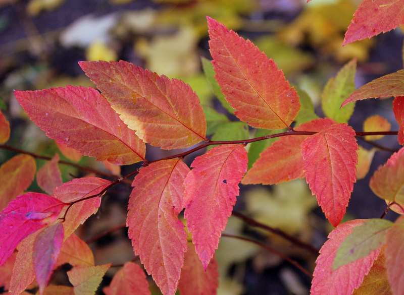 natural condition, 4K, leaf, change, red, focus on foreground, outdoors, november, fall, fresh, fragility, growth, close-up, nature, autumn, plant, beauty in nature
