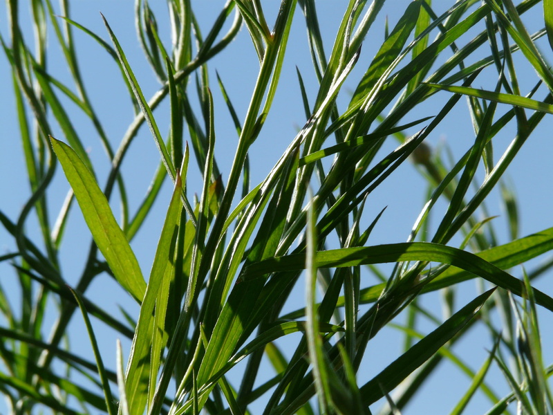 clear sky, grass, centaurea, outdoors, 2K, growth, focus on foreground, leaf, zyane, sky, centaurea cyanus, no people, close-up, composites, leaves, agriculture