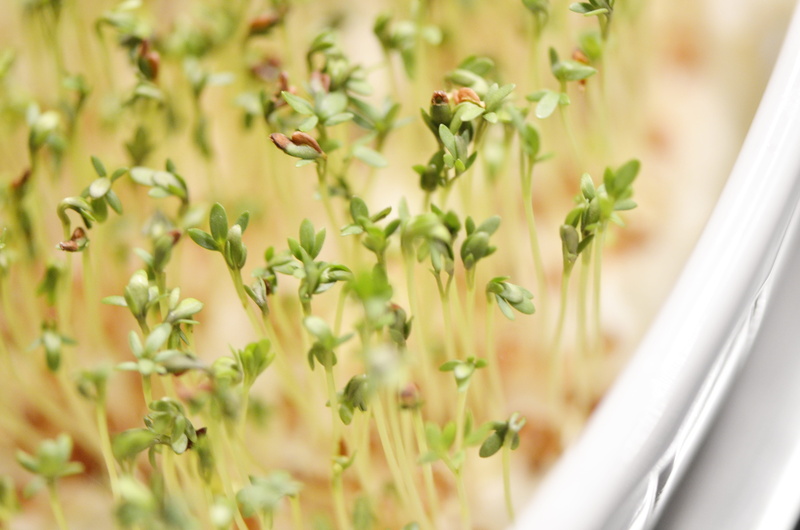 eat, germinate, beauty in nature, grow, herbal medicine, 4K, natural product, green, freshness, herb, flower, growth, leaflets, sprout, extreme close-up