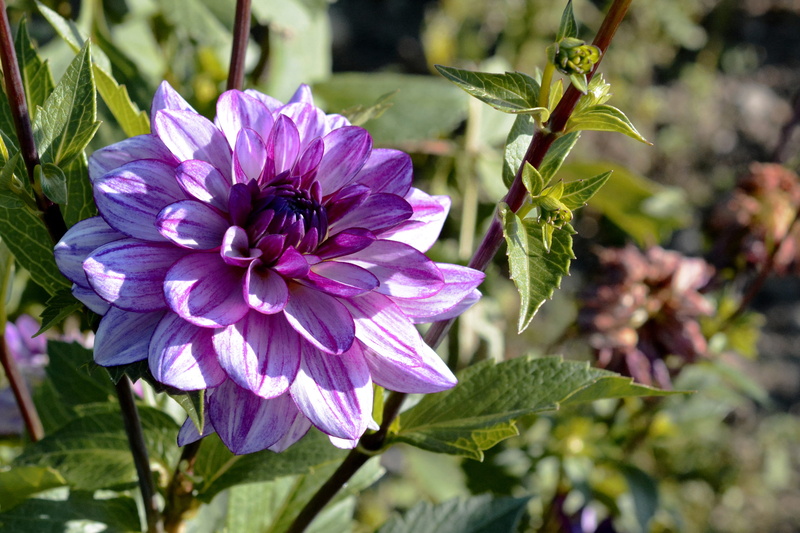 focus on foreground, flower garden, dahlia garden, ornamental flower, bloom, fragility, autumn flower, beauty in nature, growth, pink color, no people