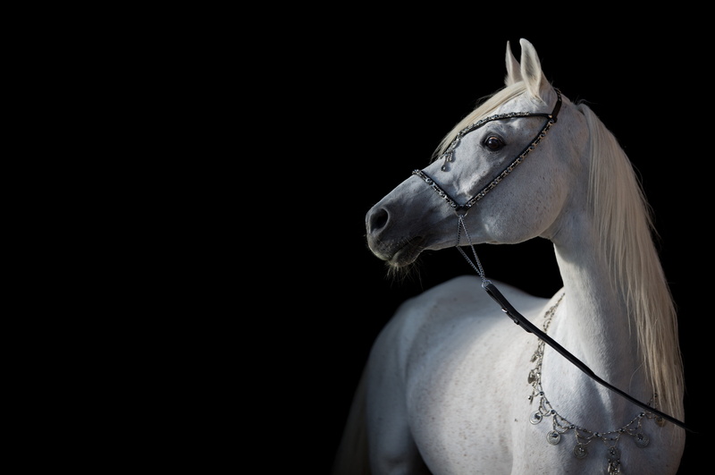 contrast, black background, light, close-up, white color, looking away, animal, Arab, studio shot, grace, horse, the dark background, profile view, animal head