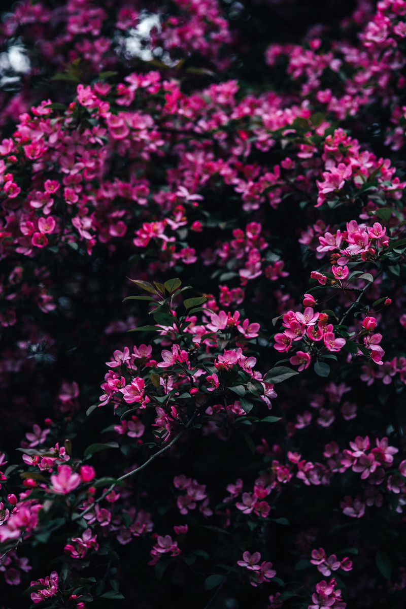 flower Head, blossom, 5K, pink Color, blooming, flowers, purple, tree, spring, outdoors, day, inflorescence, nature, close-up, branch, copy space, springtime