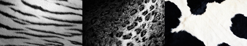 Tiger, Vache, pets, Co, animal themes, Tigre, pattern, domestic animals, multi, monitor, animal body part, animals in the wild, animal skin, full frame