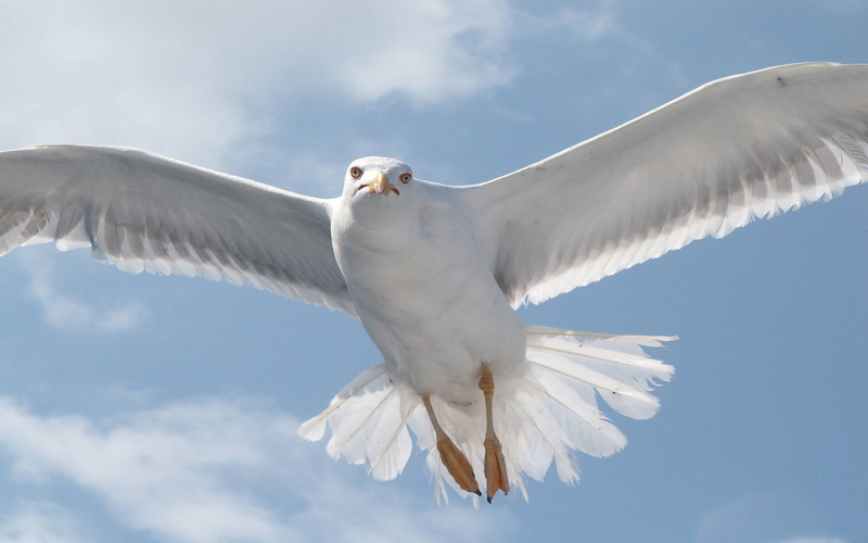 digital, animal body part, no people, minolta, animal wing, flying, motion, mid-air, seagull, animal wildlife, animal themes, 4K, spread wings, day, one animal