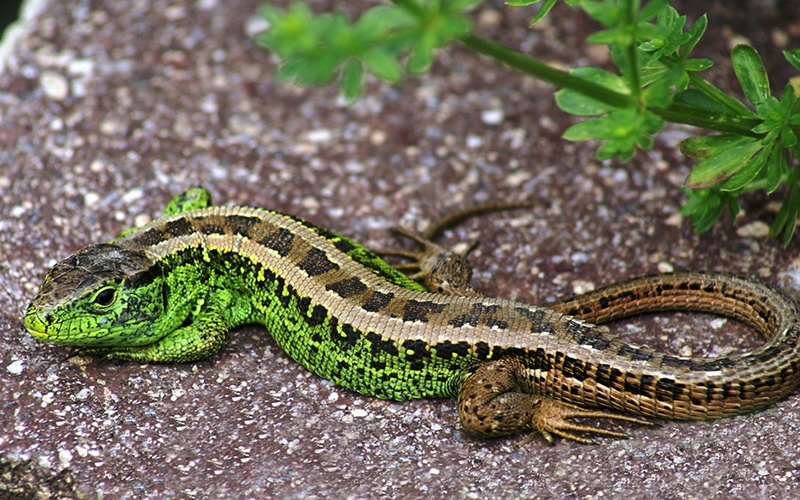 camera, no people, outdoors, close-up, animal, lizard, processed, minolta, animal themes, reptile, vertebrate, nature, animals in the wild, digital, day