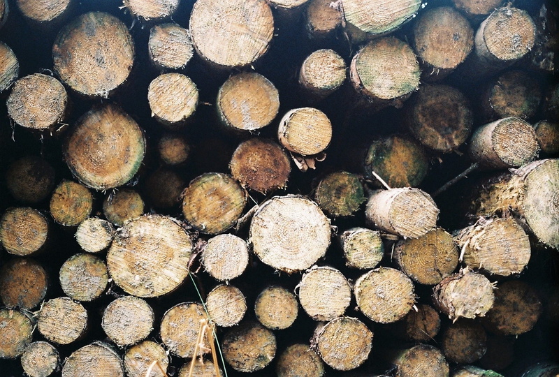 analogue, no people, forest, trees, fuel and power generation, srt, film, konica, wood - material, timber, pine, wild, iso400, #filmisnotdead, woodpile