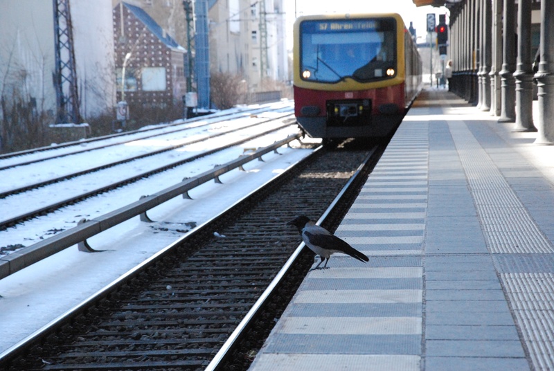travel, snow, winter, land vehicle, day, rail transportation, mode of transportation, no people, train, station, s bahn, bird, rail s bahn, platform, railroad car