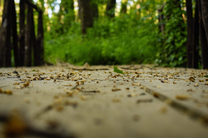 ground, wild, bokeh, animal wildlife, trunk, insect, asphalt, explore, beauty in nature, bridge, animals in the wild, flower, animal, selective focus, invertebrate