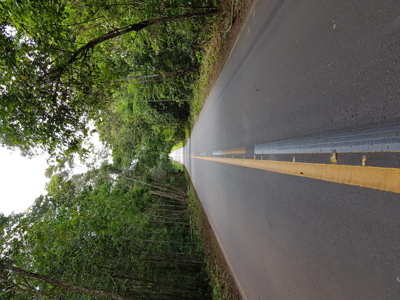 sign, the way forward, destino, nature, rorainópolis, plant, outdoors, tarmac, path, curve, tar, asphalt, diminishing perspective, dirt road, br-174, day