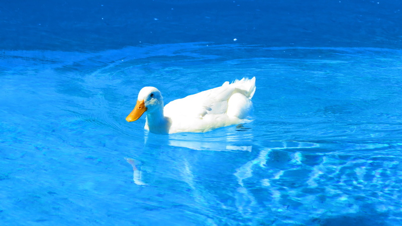 water, bright, swimming, sunlight, swimming pool, 4K, simple, animals, cyan, waves, duck