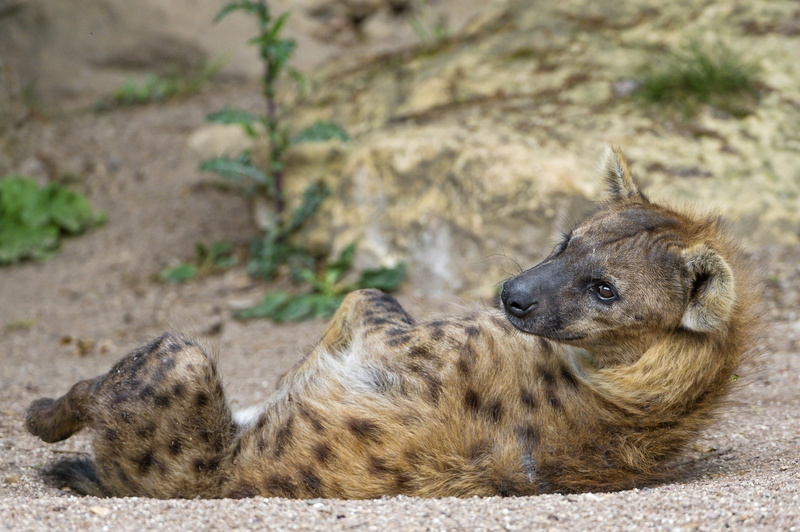 mammal, dog, field, one animal, relaxation, day, canine, snout, hyena, domestic animals, animals in the wild, lying down, posture, predator, pets, Rest