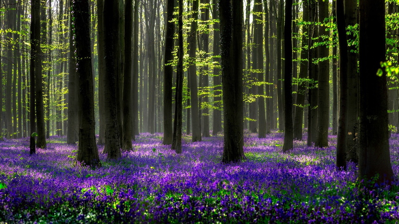Flower, Hyacinth, Forest, Nature, 1080P, Spring, Purple Flower, Flowers