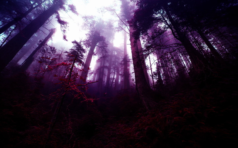 tranquil scene, beauty in nature, tranquility, trees, photo manipulation, land, streaming, plant, woodland, nature, growth, low angle view, tree, no people