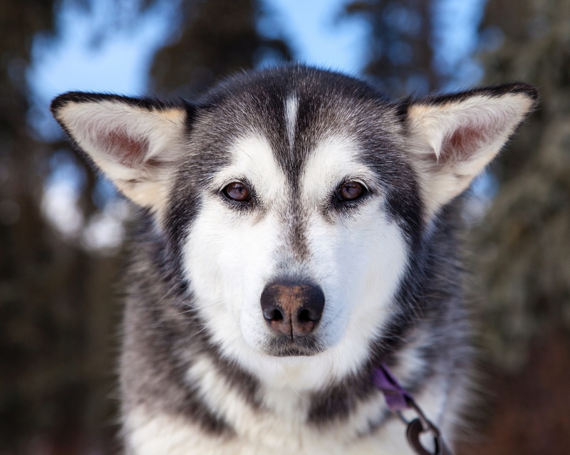 animal themes, sky, focus on foreground, close, one animal, vertebrate, white, mammal, canine, looking at camera, sled dog, siberian, husky, working, black