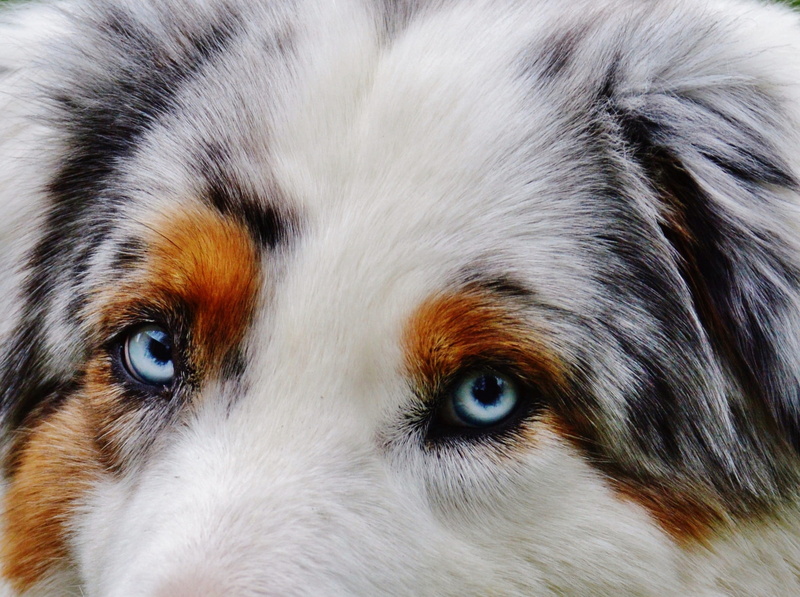 cute, close, animal, dog, looking at camera, portrait, animal head, mammal, photography, animal themes, eye, toys, pet, brown, animal eye, sweet, vertebrate