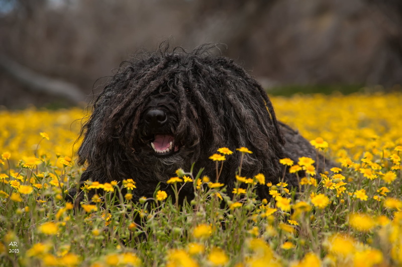 mop, black, 720P, puli, purebred Dog, spring flowers, pets, dog, yellow, dr pepper, near, creek road, shell creek, outdoors, hungarian puli, nature, petaled
