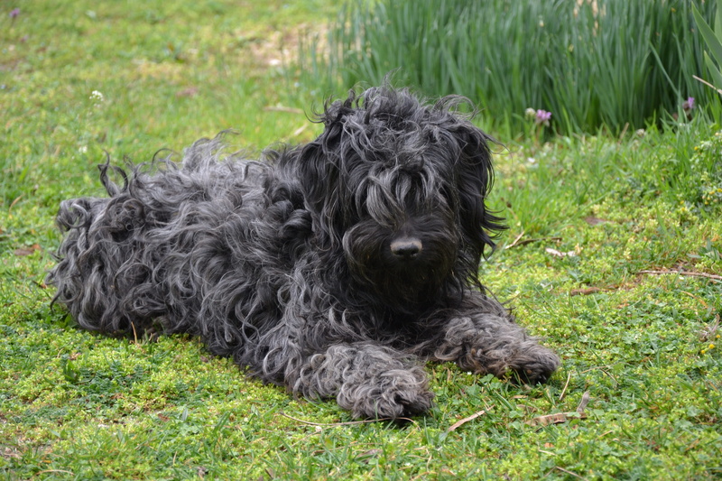 breed, day, puppy, canine, plant, pets, mammal, Native, domestic animals, relaxation, field, nature, cute, no people, green color, Hungarian, Breed Of Dog
