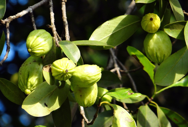 vadakkan puli, close-up, brindleberry, india, nature, day, western ghats, pot tamarind, leaf, sour, tree, malabar tamarind, food, no people, growth, karnataka