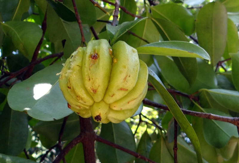 day, western ghats, india, garcinia cambogia, tropical fruit, growth, forest, no people, ripe, vadakkan puli, pot tamarind, nature, 1080P, tree, food