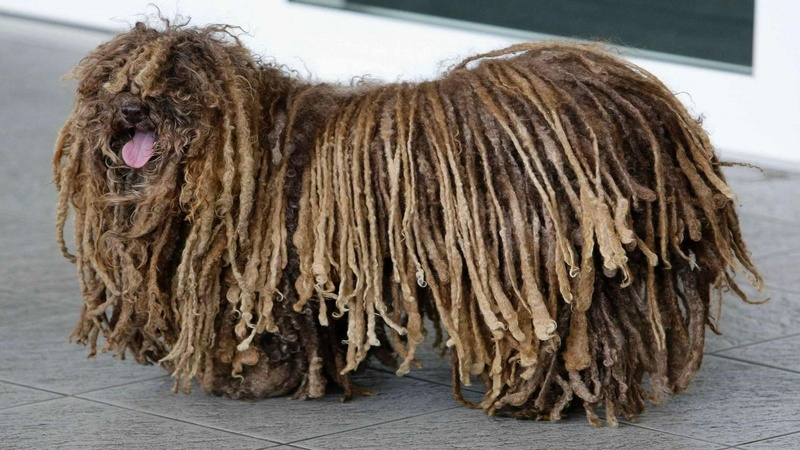 no people, domestic, domestic animals, indoors, dog, hair, vertebrate, mammal, full length, day, animal hair, one animal, hairstyle, animal, puli, canine