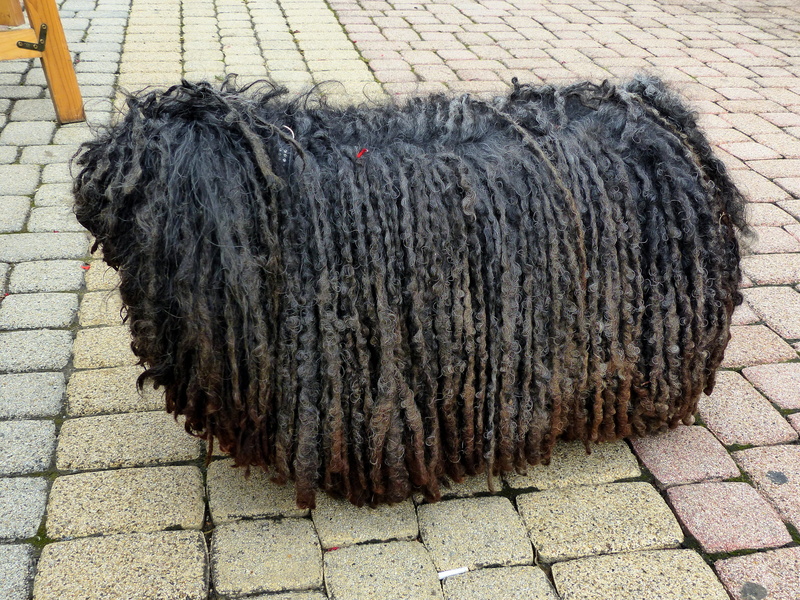 rasta braids, are, herbivorous, strange, adult, animal, mammal, vertebrate, domestic animals, no people, sidewalk, dog, stool, footpath, black color, funny