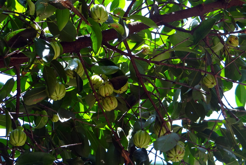 day, branch, low angle view, growth, tree, garcinia cambogia, wellbeing, pot tamarind, food, leaf, plant part, gambooge, malabar tamarind, healthy eating