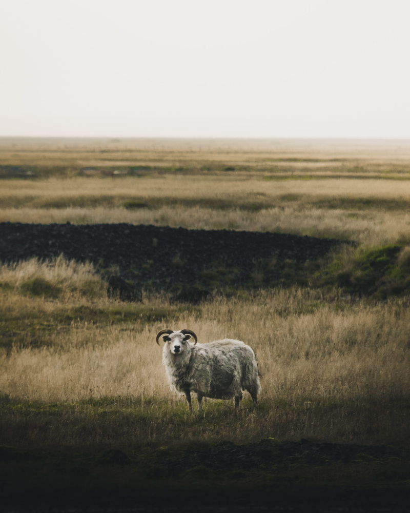 animal, farmlife, plain, one animal, steppe, rural, land, animal wildlife, livestock, sheep, safari, colour, highland, sky, gray, pasture, animals in the wild