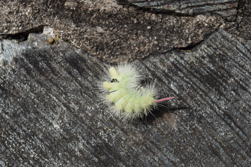 focus on foreground, outdoors, wooly, close-up, rock, nature, rock - object, one animal, animals in the wild, textured, animal wildlife, no people, rough