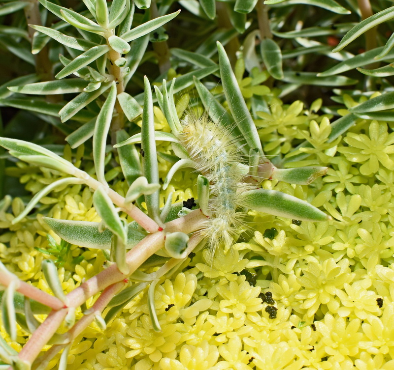 plant, insect, vulnerability, larvae, no people, invertebrate, virginia tiger moth caterpillar, animal wildlife, freshness, green color, 2K, animal, yellow
