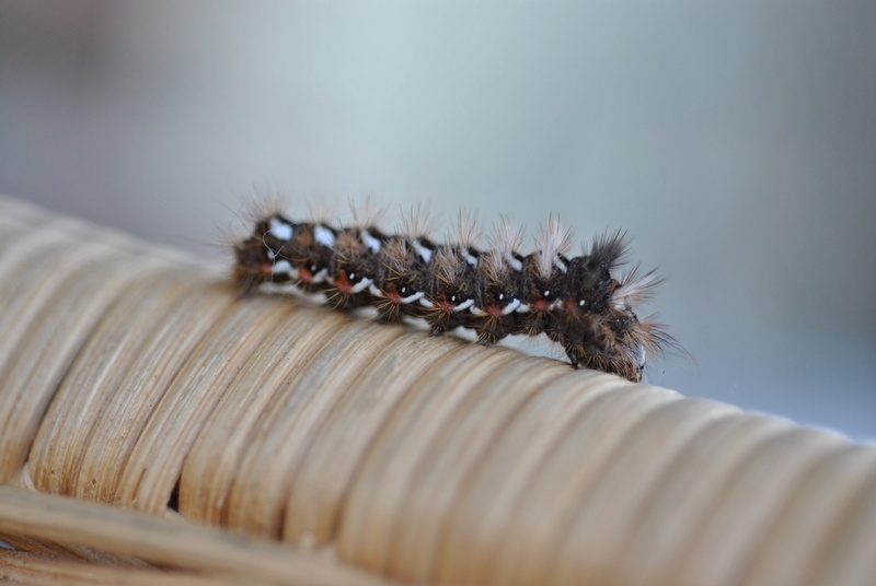 one animal, hairy, selective focus, crawling, poisonous, macro, worm, animal, animals in the wild, no people, insect, animal wildlife, animal body part