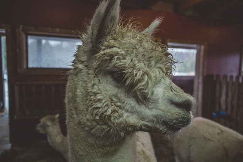 barn, wildlife, canada, window, domaine des nobles alpagas, looking, wooly, portrait, white, domestic animals, animal themes, pet, no people, livestock