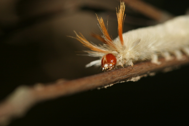 small, nature, animals in the wild, black background, night, orange, insect, animal wildlife, selective focus, macro, close-up, 2K, plant, worm, outdoors