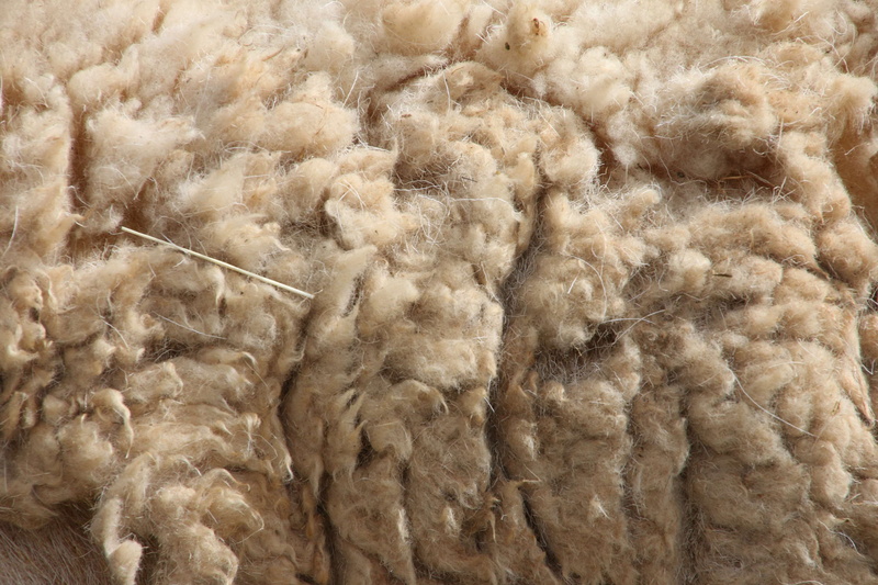 day, wooly texture, close-up, produce, texture, full frame, art and craft, material, textile, backgrounds, craft, dirty, no people, outdoors, fiber, softness