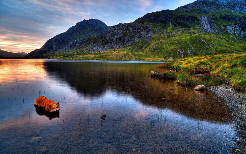 Dog, Lake, Sunset, Mountains, green, field, 1080P, Snowdonia, Grass
