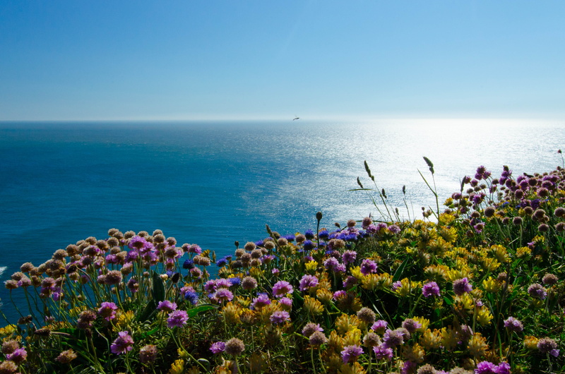 purple, britain, coastline, 4K, summer, flower, sea, wales, Sea Thrift, Anglesey, Sun, field, Petals, sunlight, thrift, purple Sea, Plants, nature, dayti