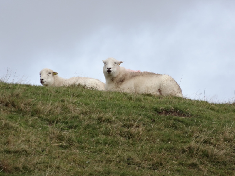 farming, plant, wool, rural, domestic, mountain, day, outdoors, animal wildlife, 4K, hills, two animals, wales, gwynedd, no people, grazing, mammal, vertebrate