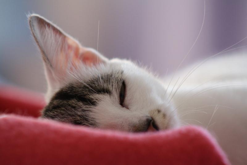 animal, domestic Animals, 4K, domestic Cat, sleeping, looking, mammal, photo, feline, Friendly, selective, kitten, cute, cat, relax, lazy, pets, young Animal