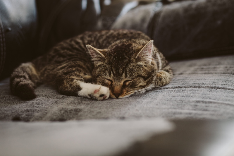 selective focus, eyes closed, cat, animal themes, sleeping, indoors, one animal, tabby, domestic animals, cute, domestic, domestic cat, black, pet, brown