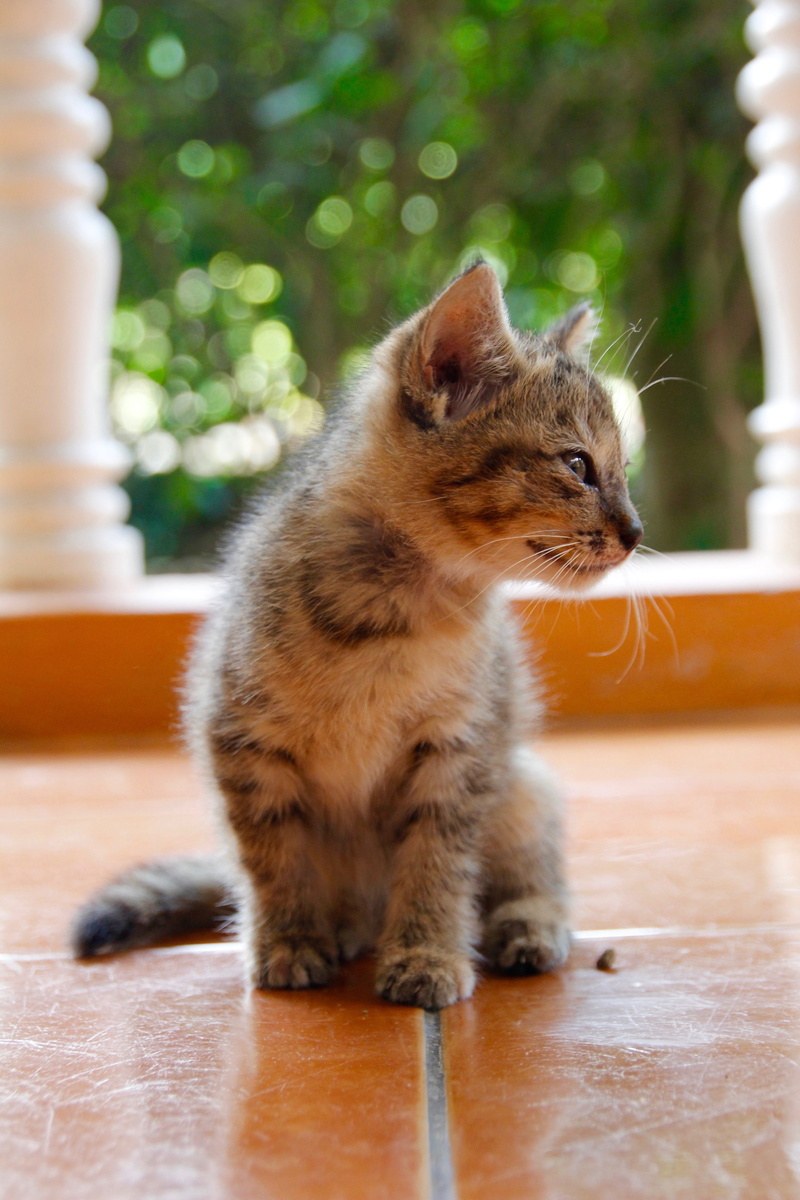 day, cat baby, young animal, table, pet, domestic, grey, attention, focus on foreground, domestic cat, looking, vertebrate, mammal, whisker, snuggle, young cat