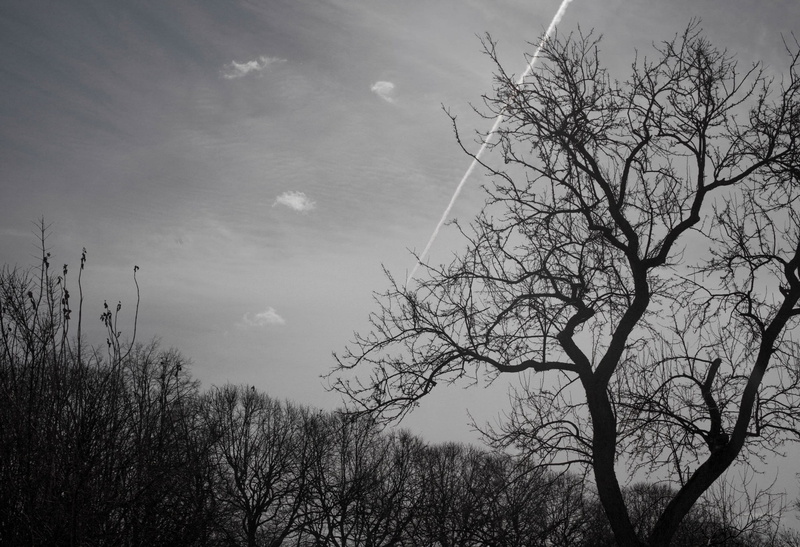 scenics - nature, branch, 2K, low angle view, no People, day, plant, White, outdoors, Pg, nature, landscape, trees, beauty in nature, tranquil scene, growth