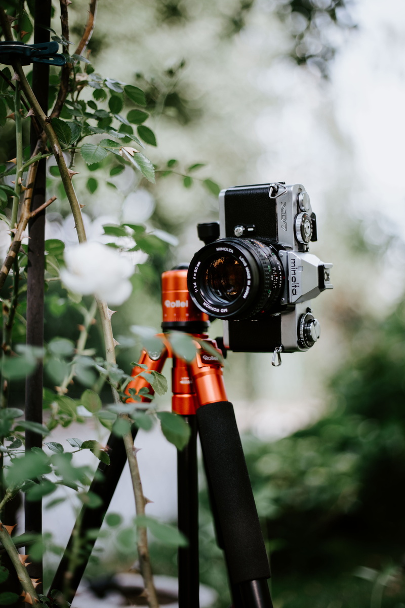white color, tree, photography, 5K, growth, top, vintage camera, photographic equipment, focus on foreground, selective focus, activity, mirrorless, photography themes
