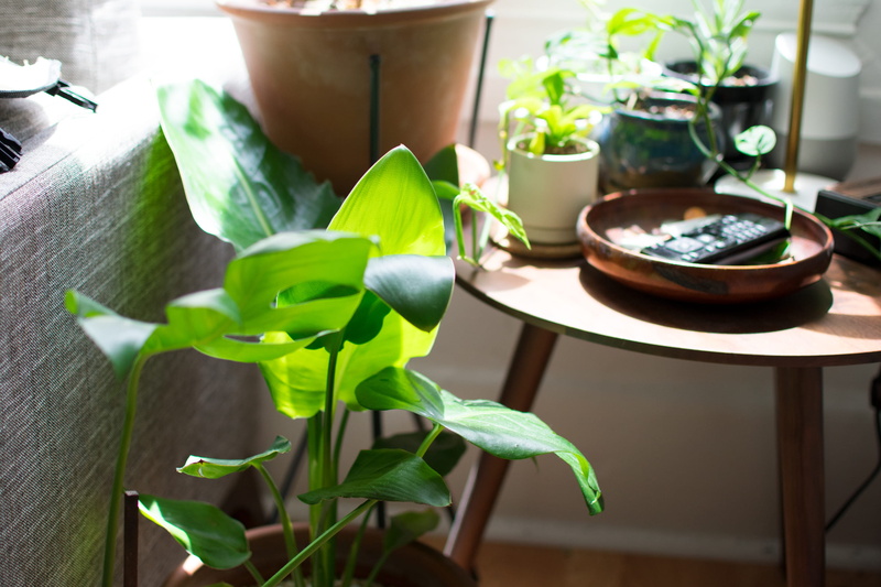 green, 2K, remote, leaf, coins, nature, seat, california, apartment, morning, walnut, houseplant, close-up, growth, green color, no people, google, flower pot